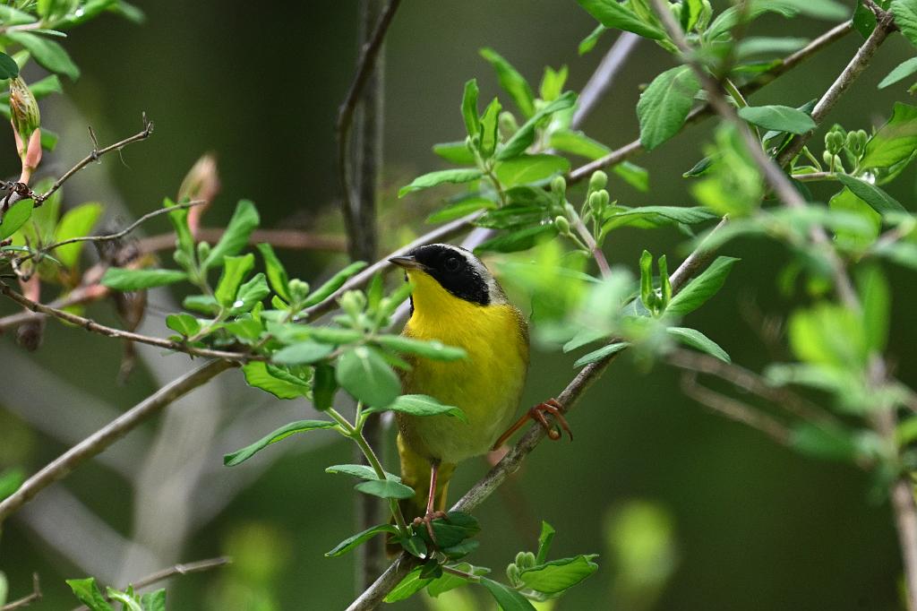 Warbler, Common Yellowthroat, 2025-05077575 Parker River NWR, MA.JPG - Common Yellowthroat. Parker River National Wildlife Refuge, MA, 5-7-2025